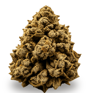 Gelato 41
