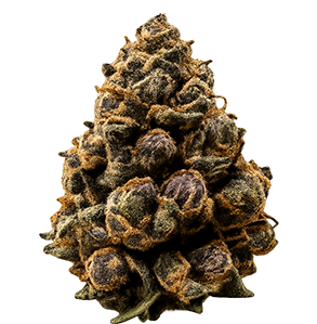 Granddaddy Purple (GDP)