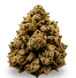 Gelato 41